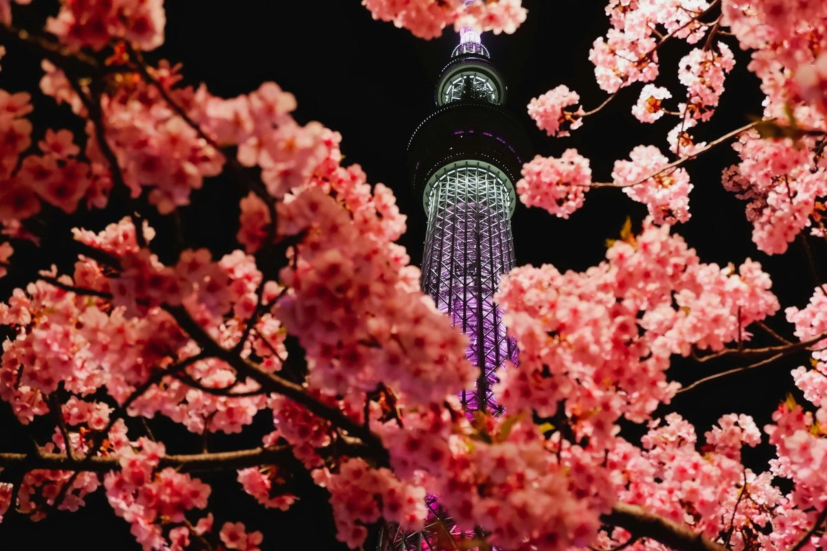 Pink Cherry Blossoms in the Fall in Japan
