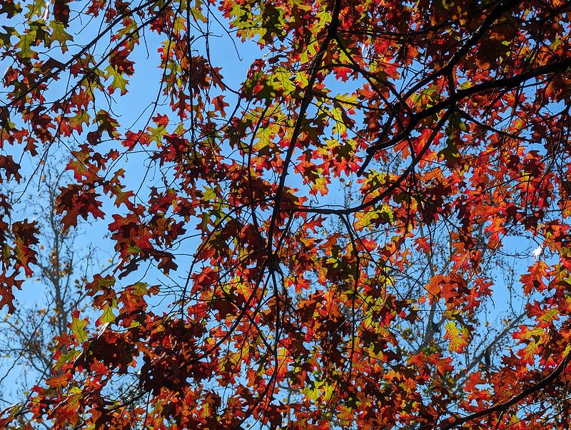 Google Pixel 8 Pro back camera photo of trees in Spring