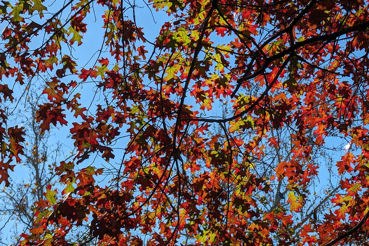Google Pixel 8 Pro back camera photo of trees in Spring