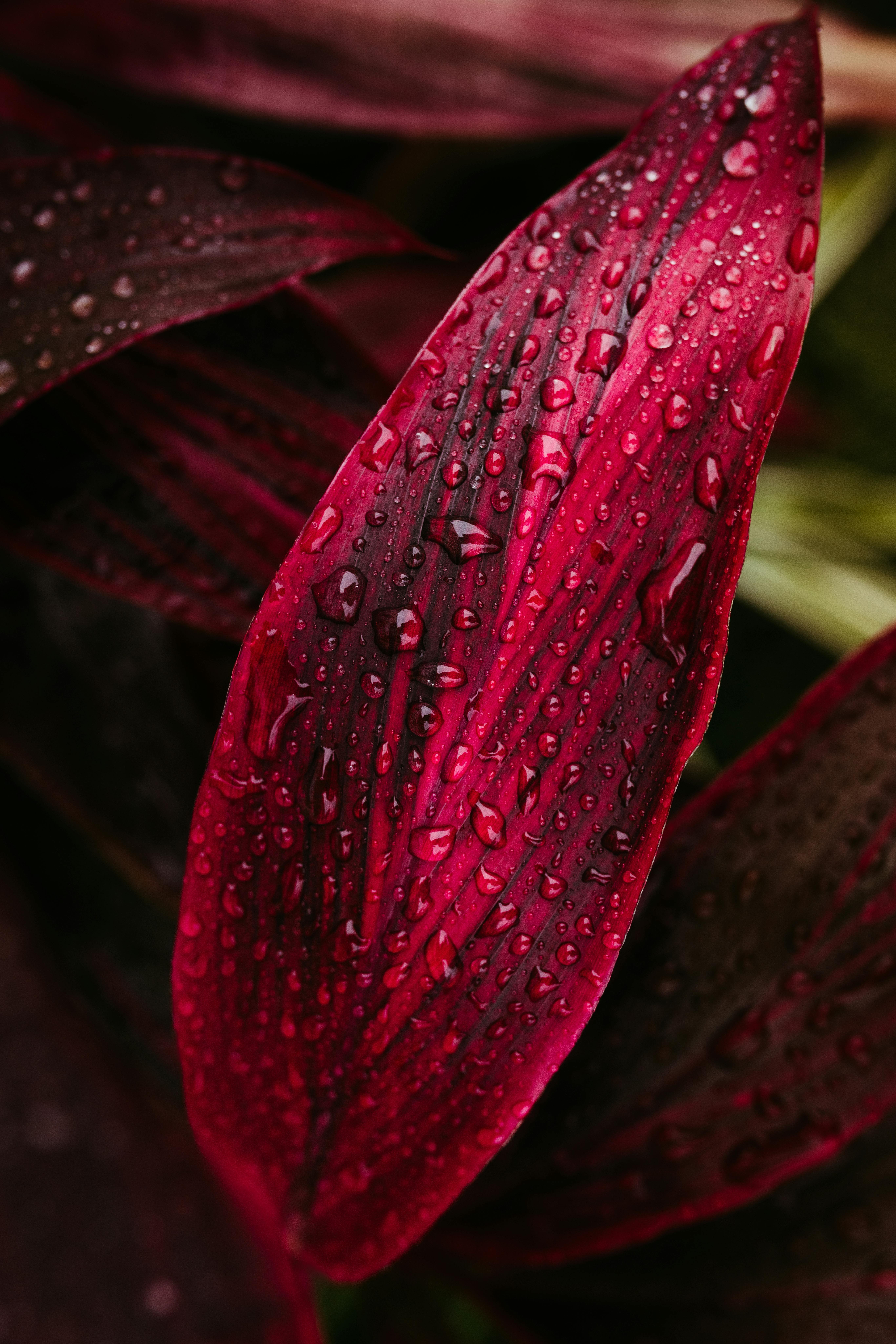 Red leaf detail