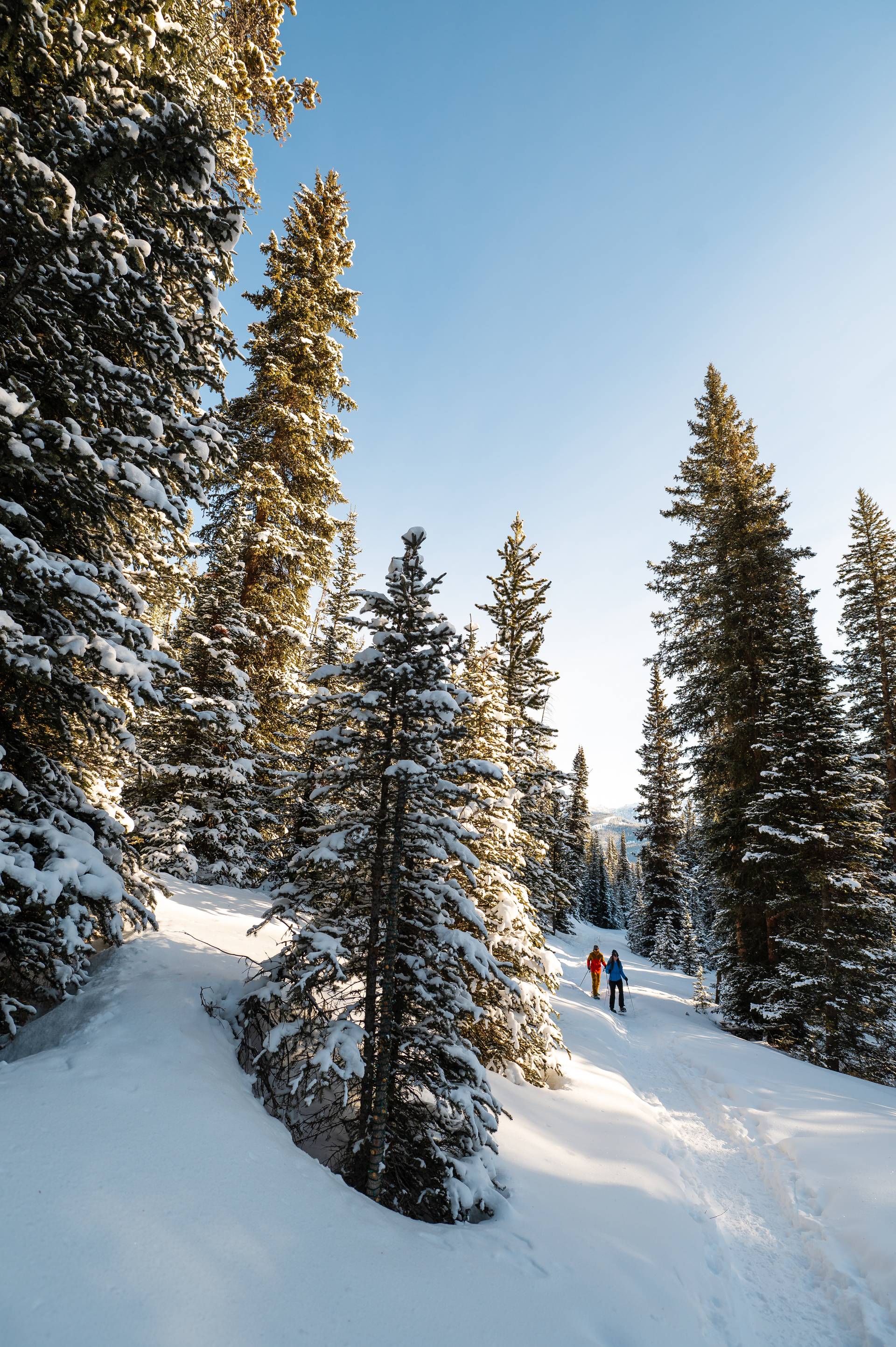 Two people snowshoeing through a wintery forest