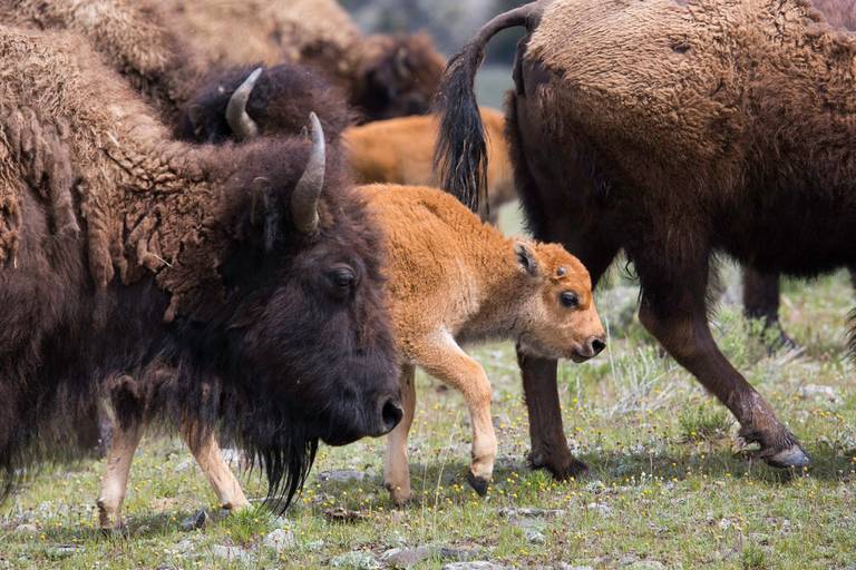 Buffalo at Yellowstone National Park