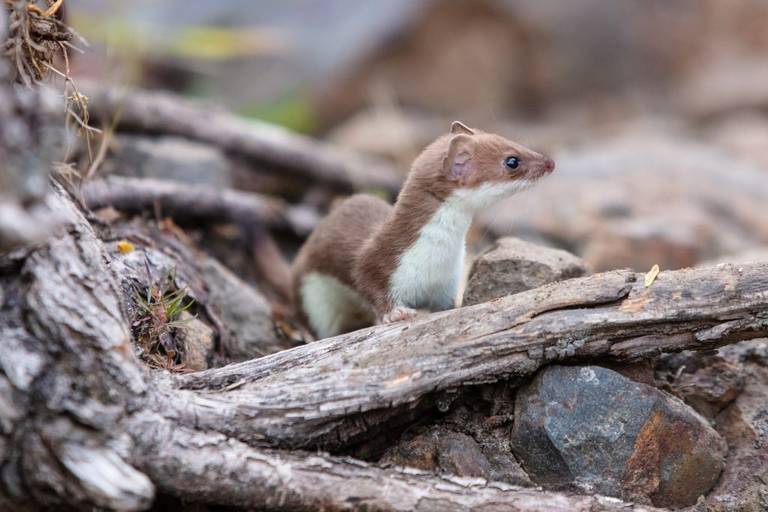 A brown and white ermine blends in with its surroundings