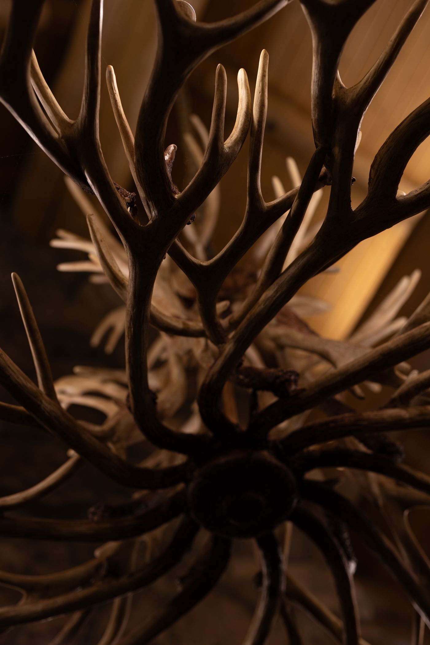 Antler chandelier