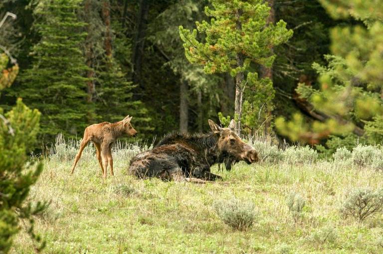 A moose calf stands behind its mother lying down