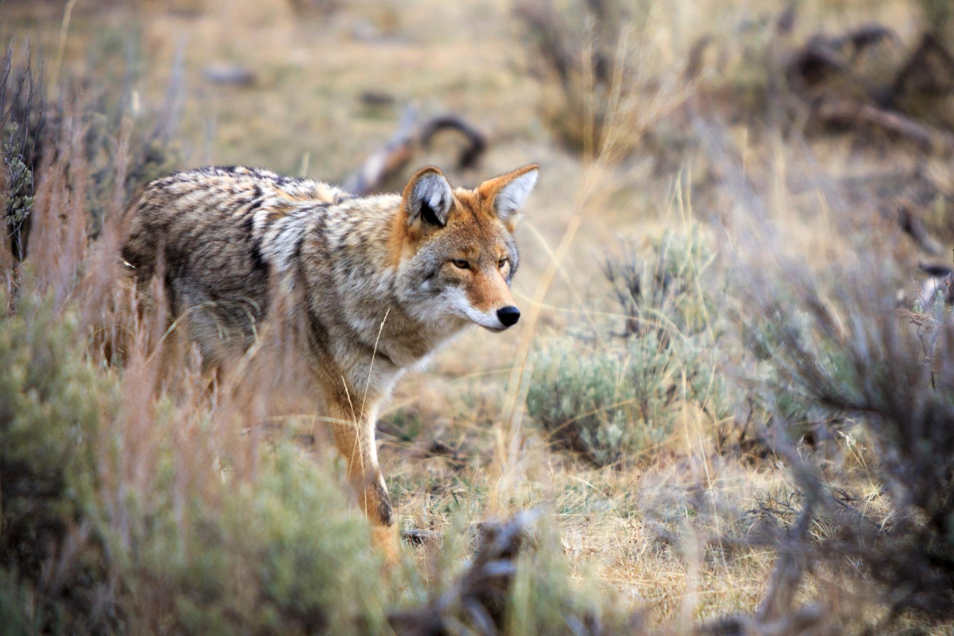 Coyote | Photo: Colton Stiffler