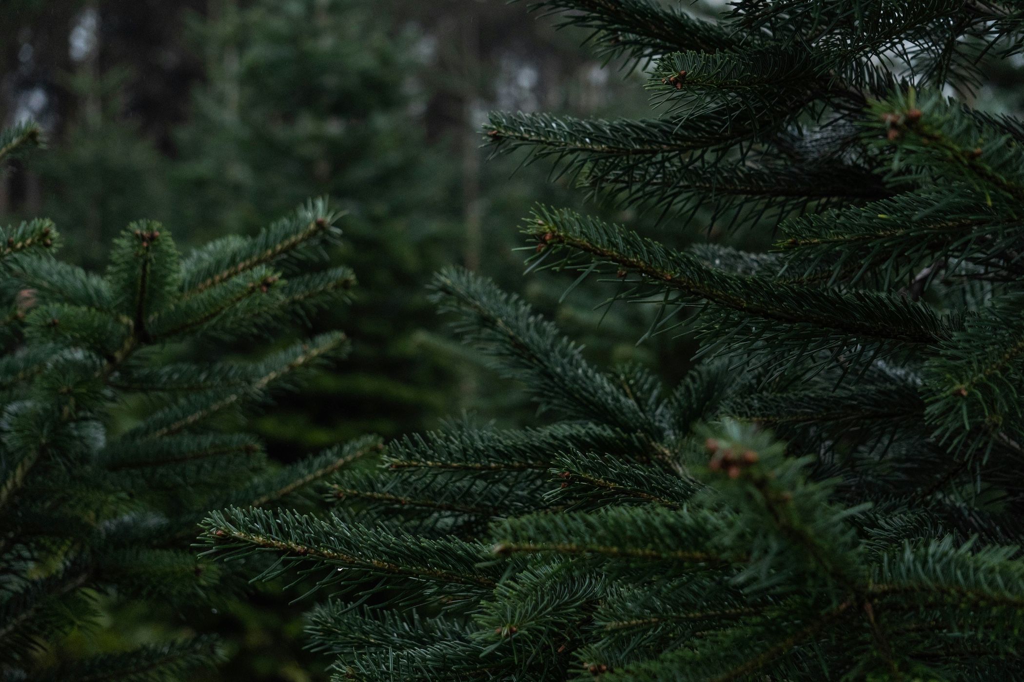 Fir trees