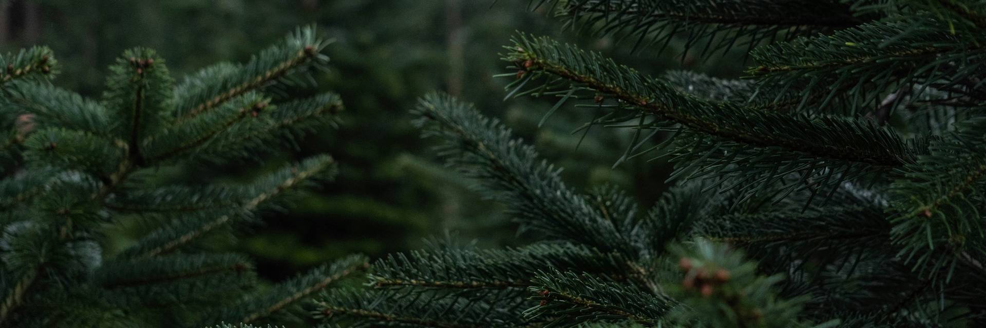Fir trees