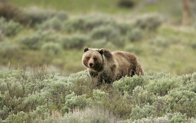 Grizzly Bear in Yellowstone National Park