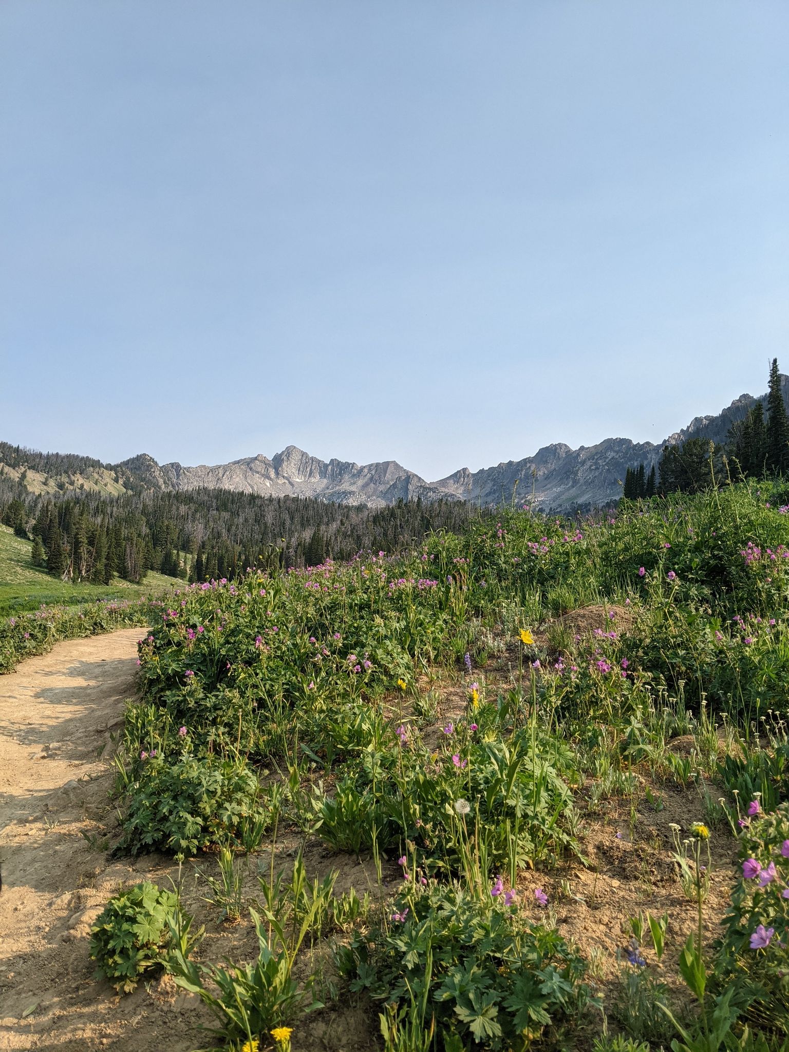 the beehive basin trail lined with multiple wildflowers