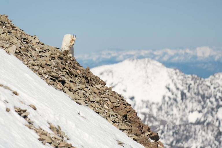 A lone goat on the Northside of Lone Mountain