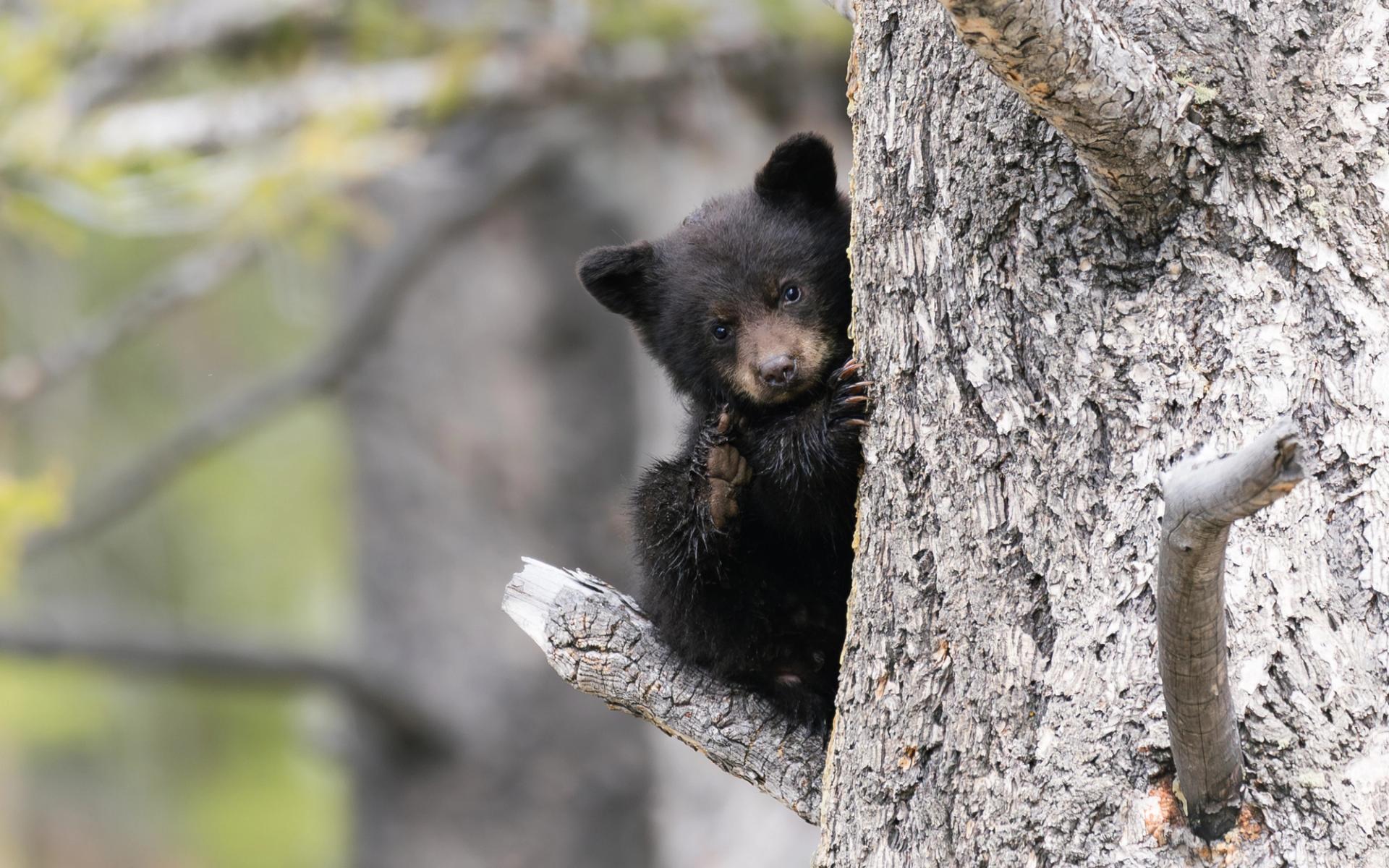 A bear cub | Photo: Delaney Coveno