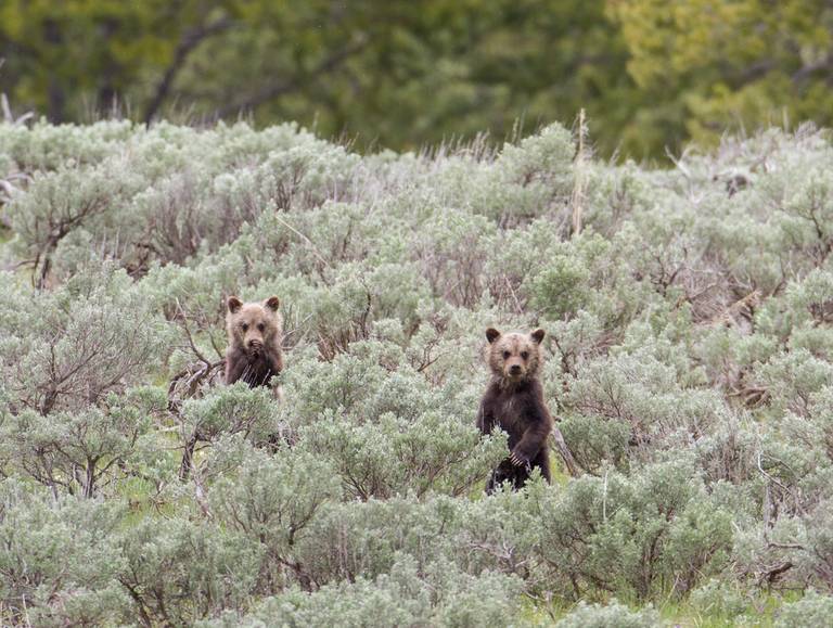 Two curious bear cubs stand upright