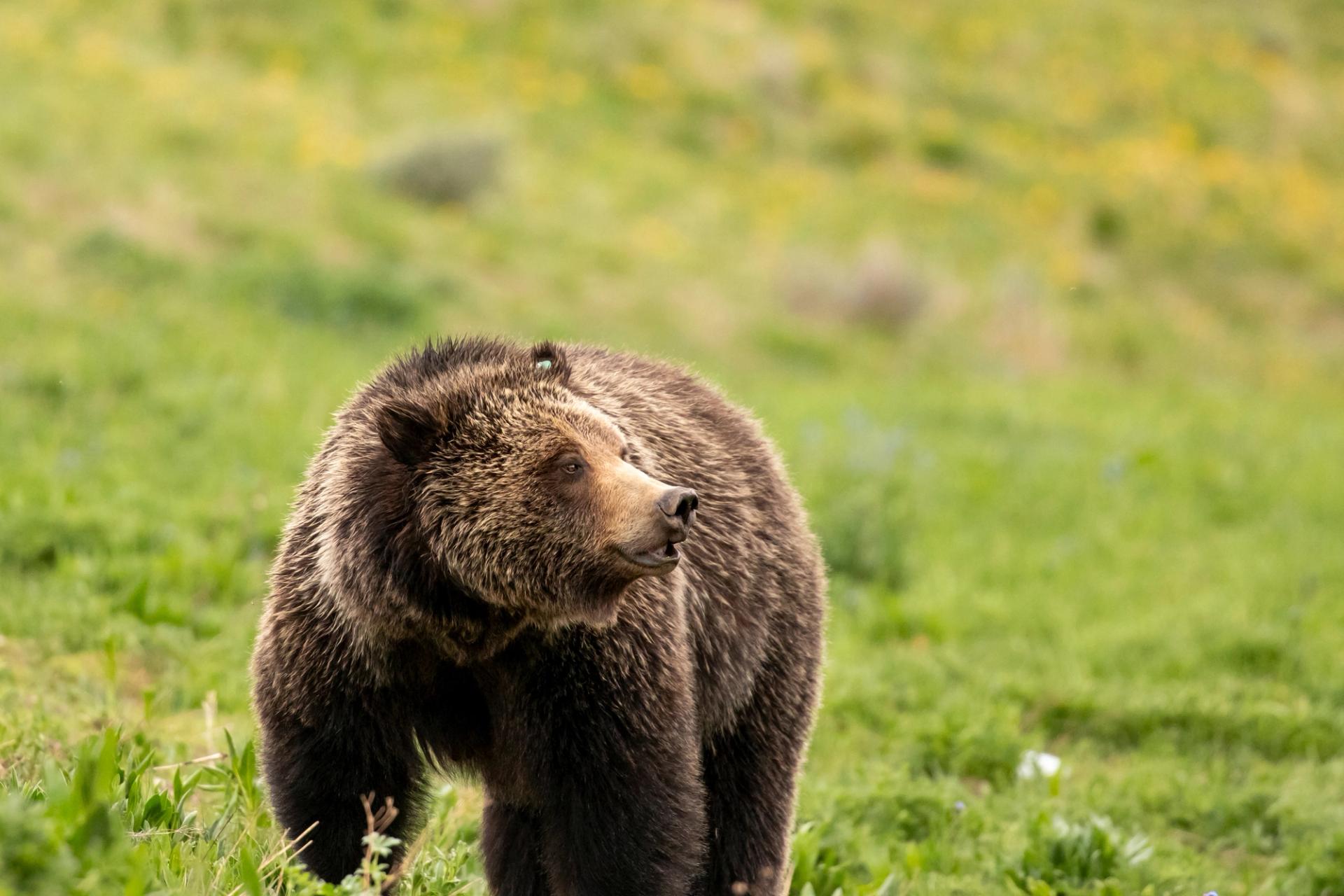 Grizzly Bear | Photo: Chrissy Shammas