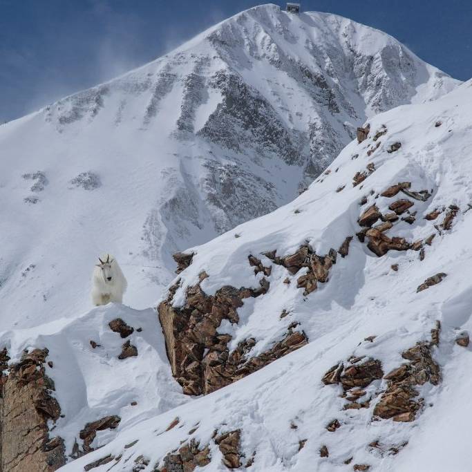 A mountain goat stands atop a cliff in front of Lone Peak