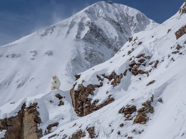 A mountain goat stands atop a cliff in front of Lone Peak