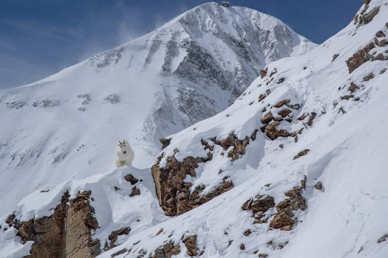 a mountain goat stands atop a cliff in front of Lone Mountain