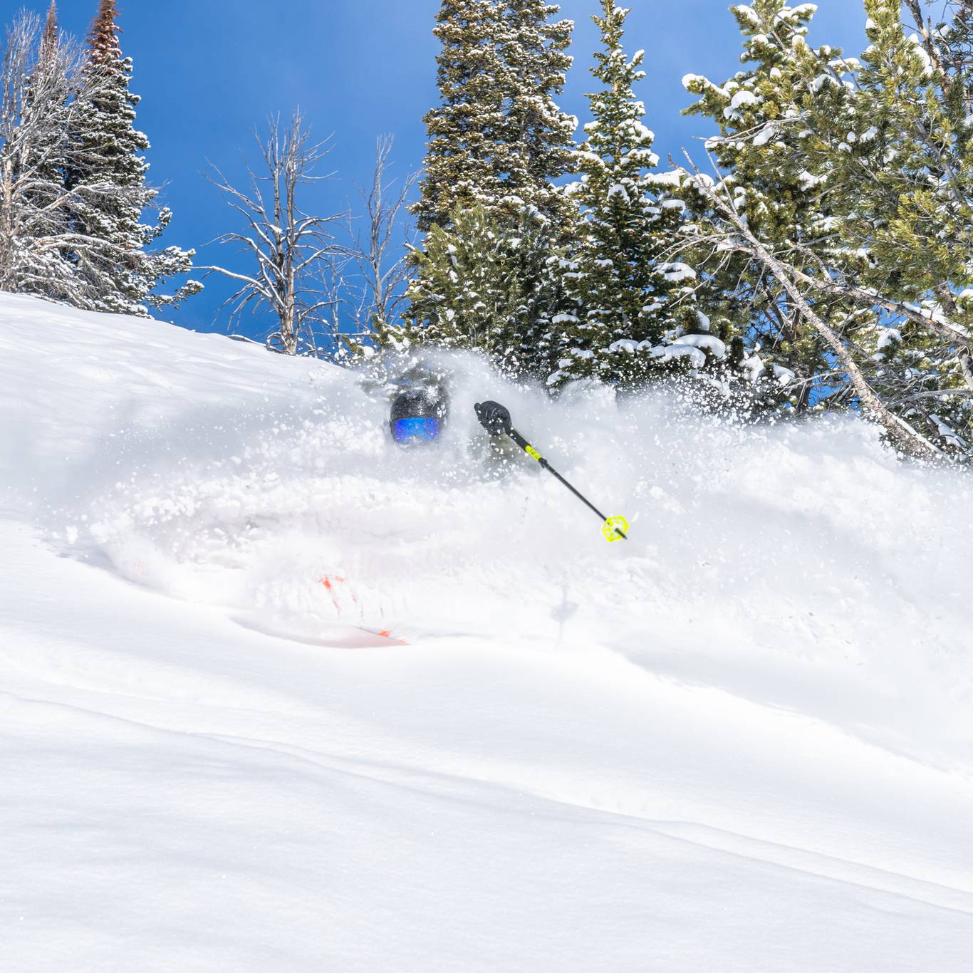 Skier in powder
