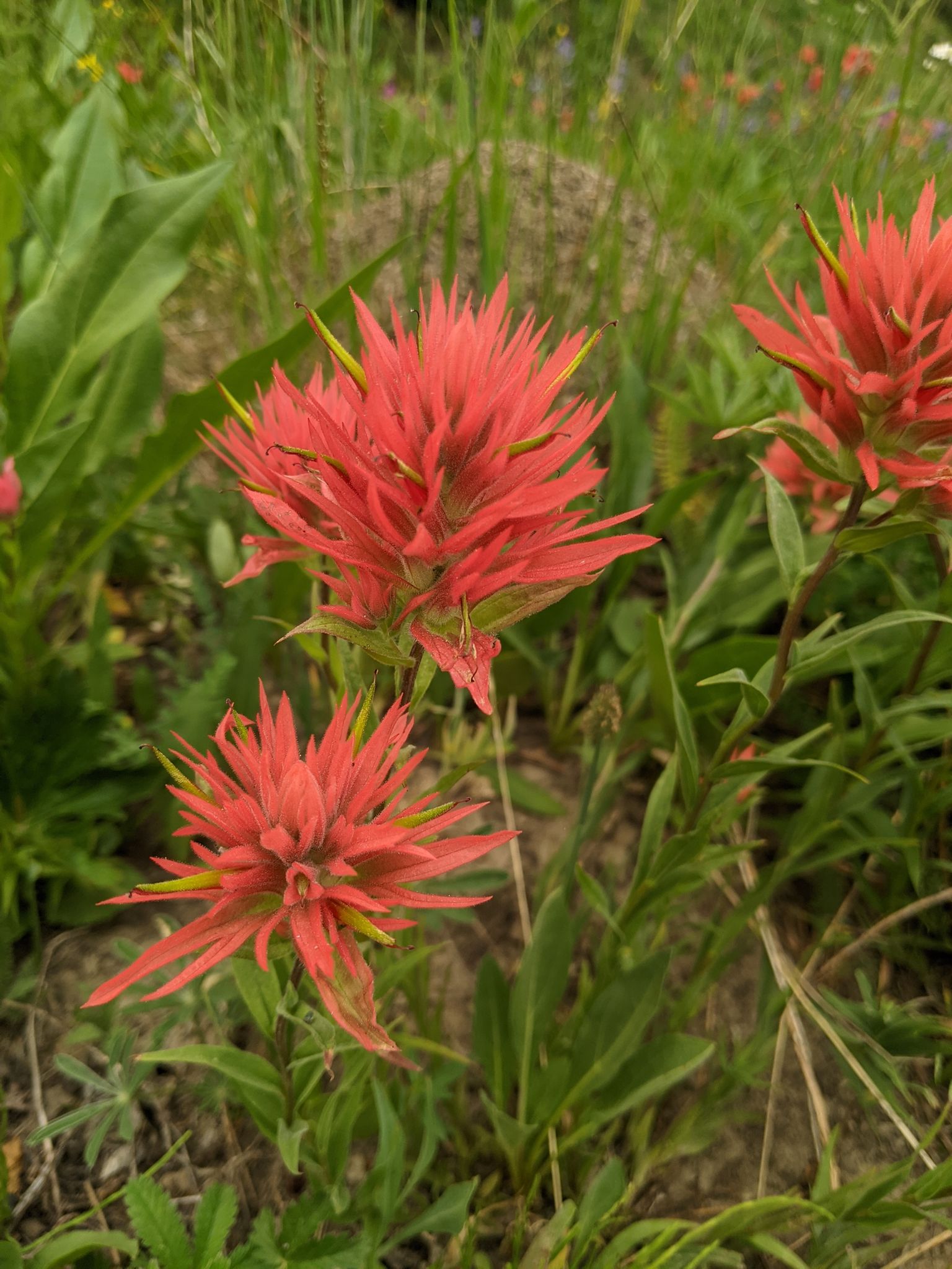 Red Indian Paint Brush