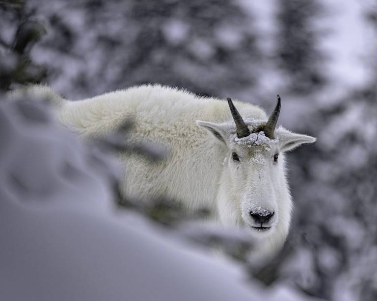 A large billy goat peers around a tree to the camera