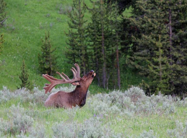 Elk at Yellowstone National Park