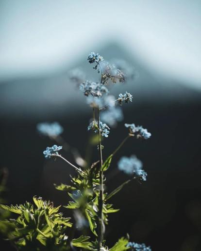 a wildflower with Lone mountain in the background