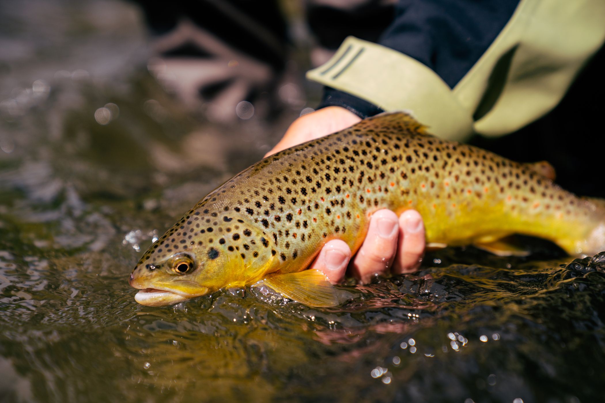 Person holding a brown trout