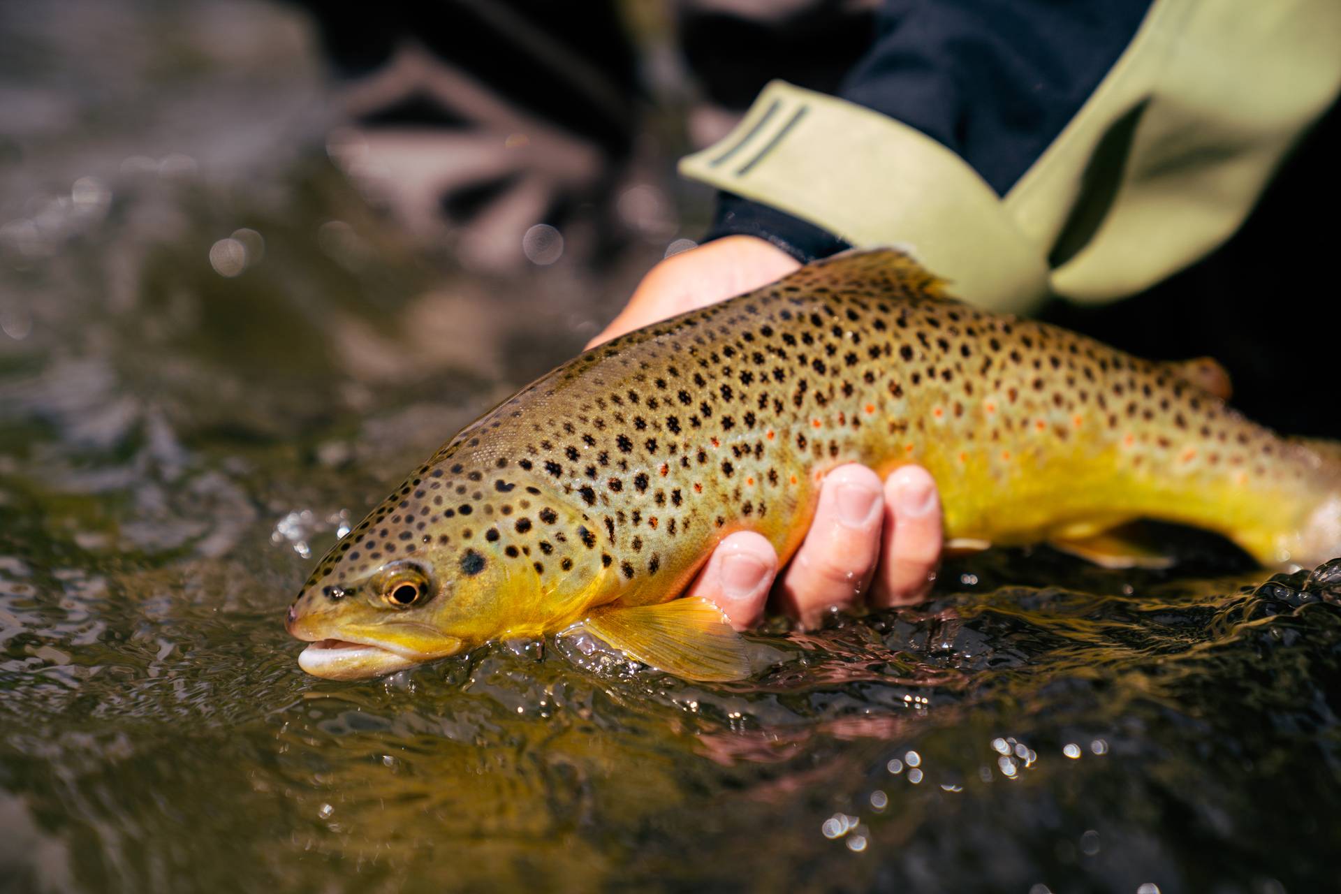 Person holding a brown trout