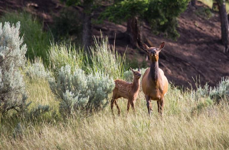 a spotted elk calf stands near its mother