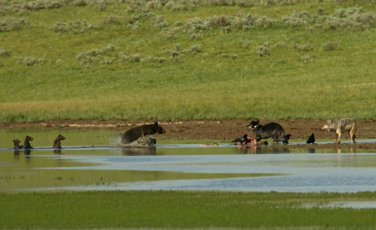 A mother bear and her three cubs approach a carcass on the bank of a river