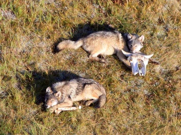 Two juvenile wolves lay in the grass