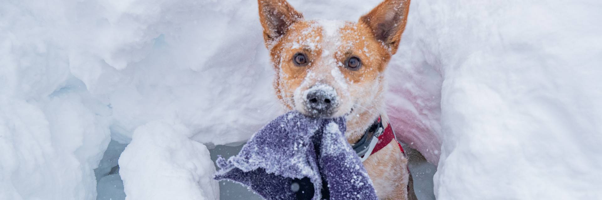 Ski Patrol avalanche dog