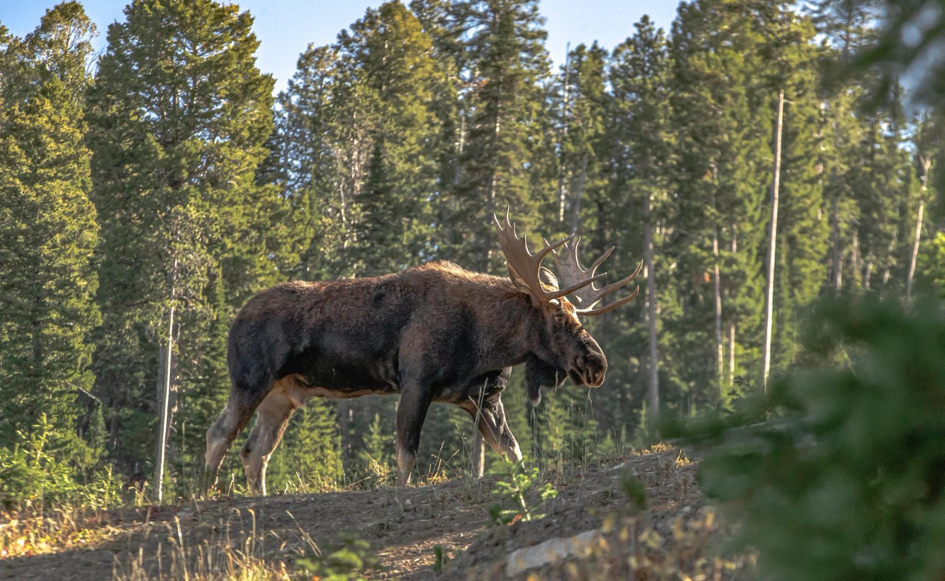 A bull moose walking