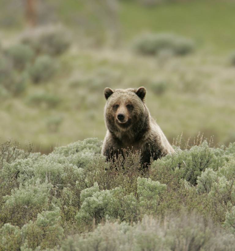 Grizzly Bear