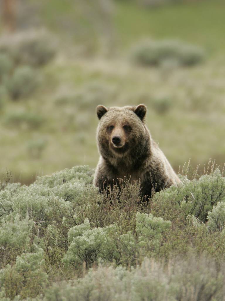 Grizzly Bear