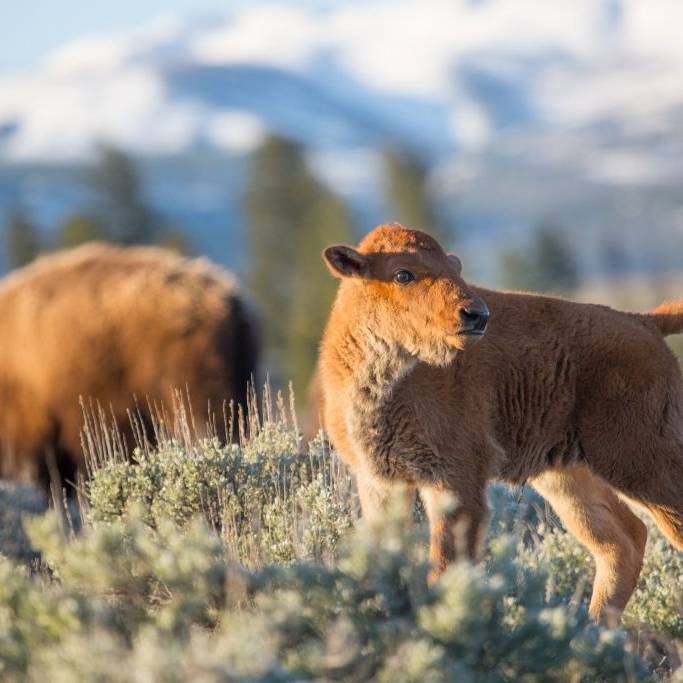 A baby bison eats in a field near its mother