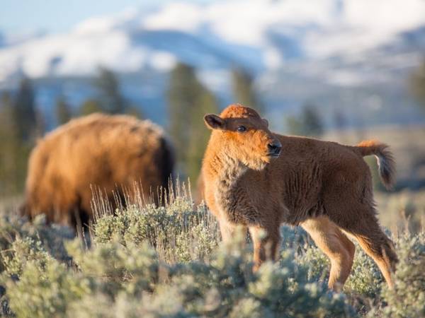A baby bison eats in a field near its mother