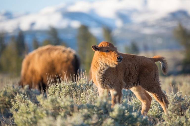 A baby bison stands near its grazing mother