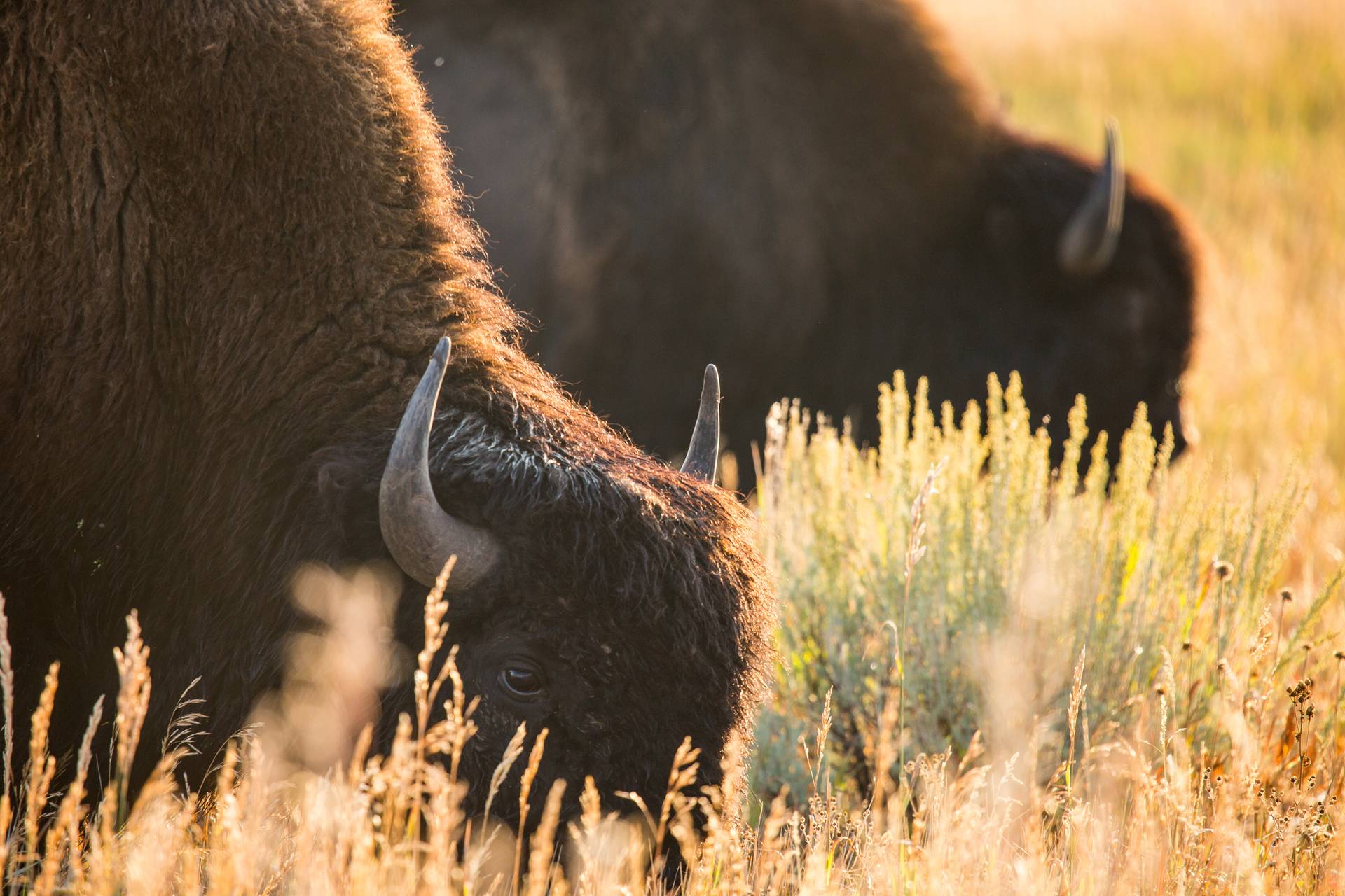 Bison in Yellowstone National Park