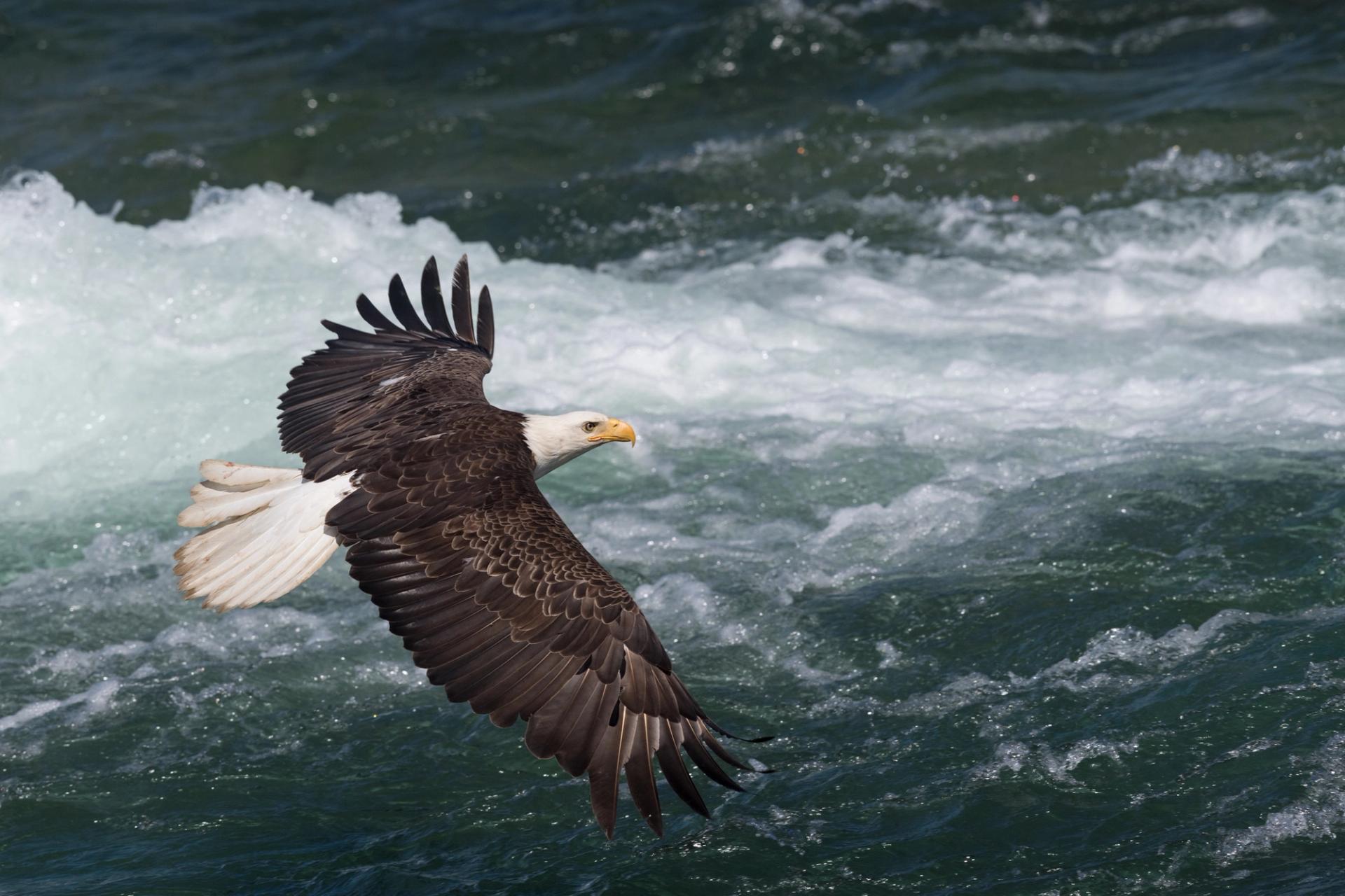 A bald eagle over a river | Photo: Joel Maes