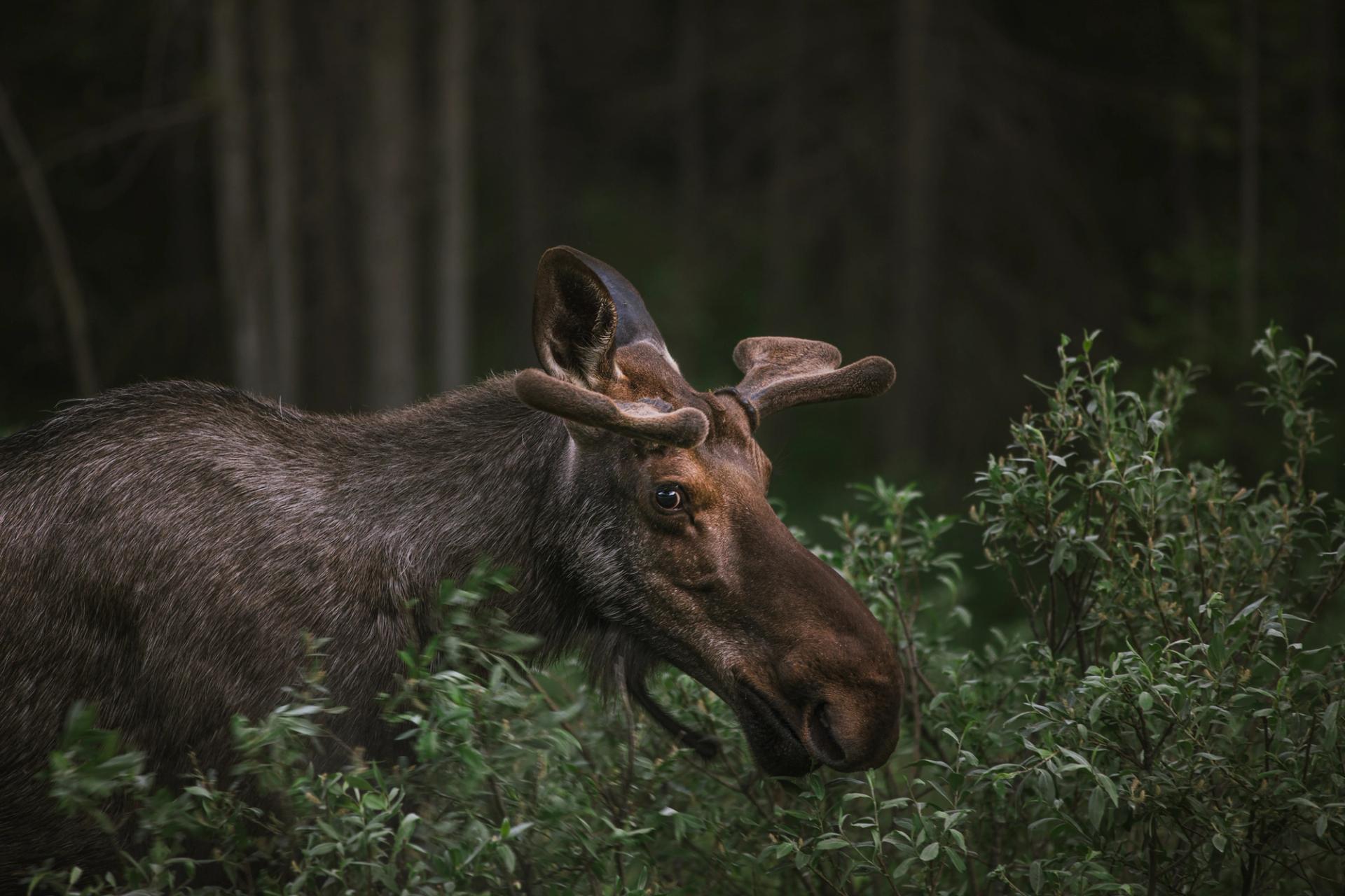 Moose | Photo: Noah Edwards