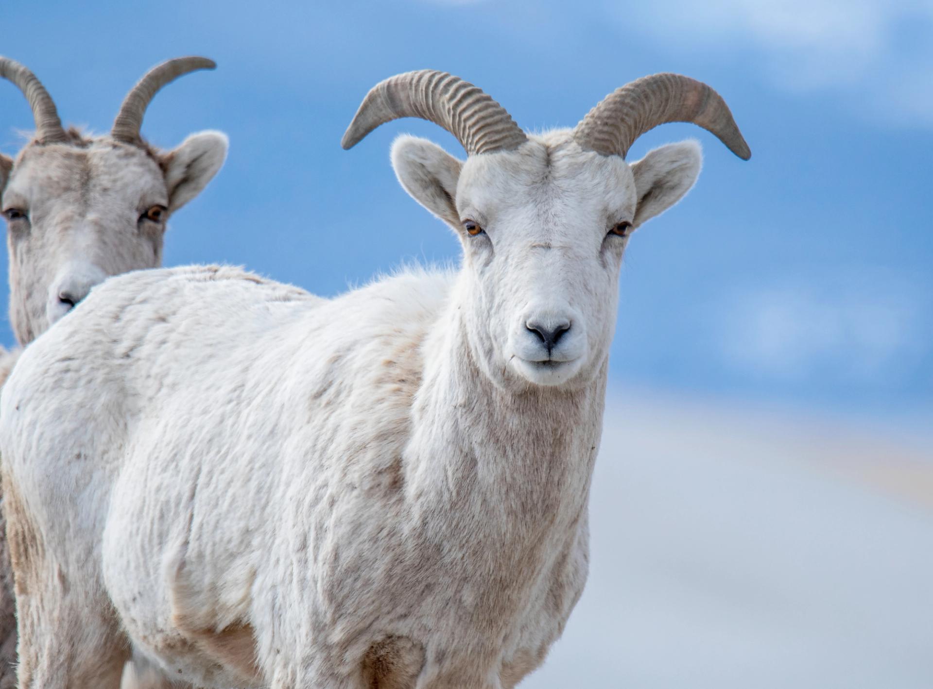 Big Horn Sheep | Photo: Mary Dussell