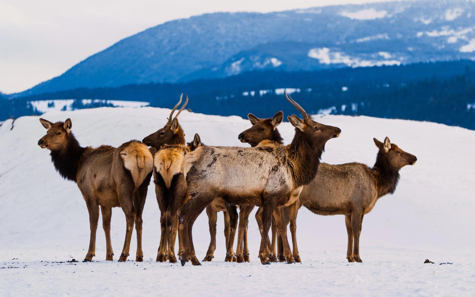 A group of elk | Photo: Delaney Coveno