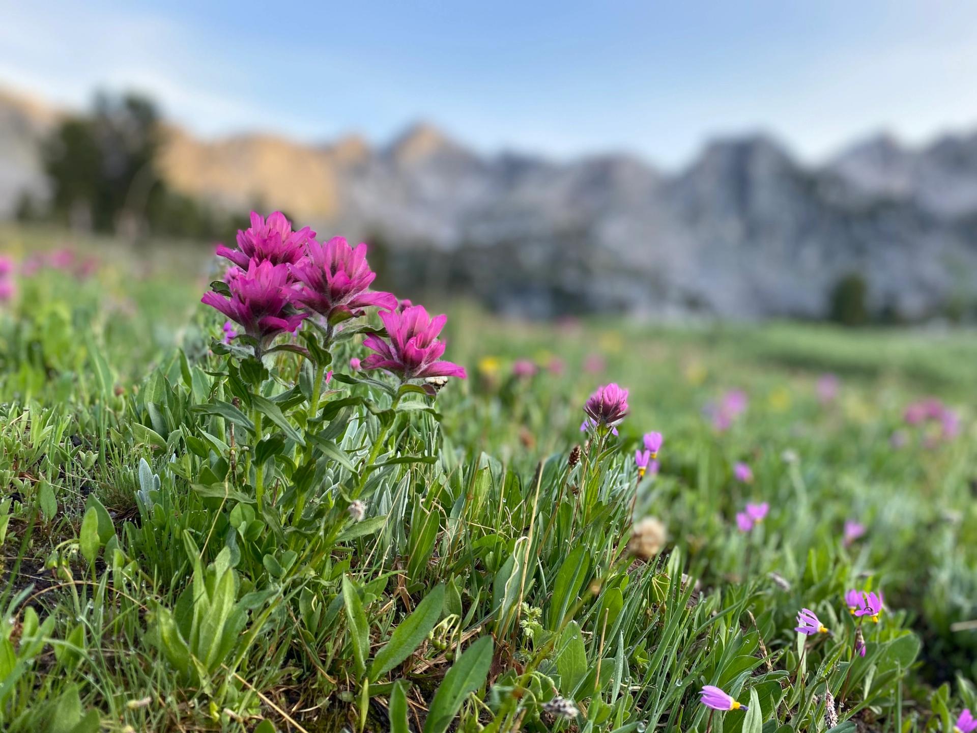 Pink Indian Paintbrush flowers