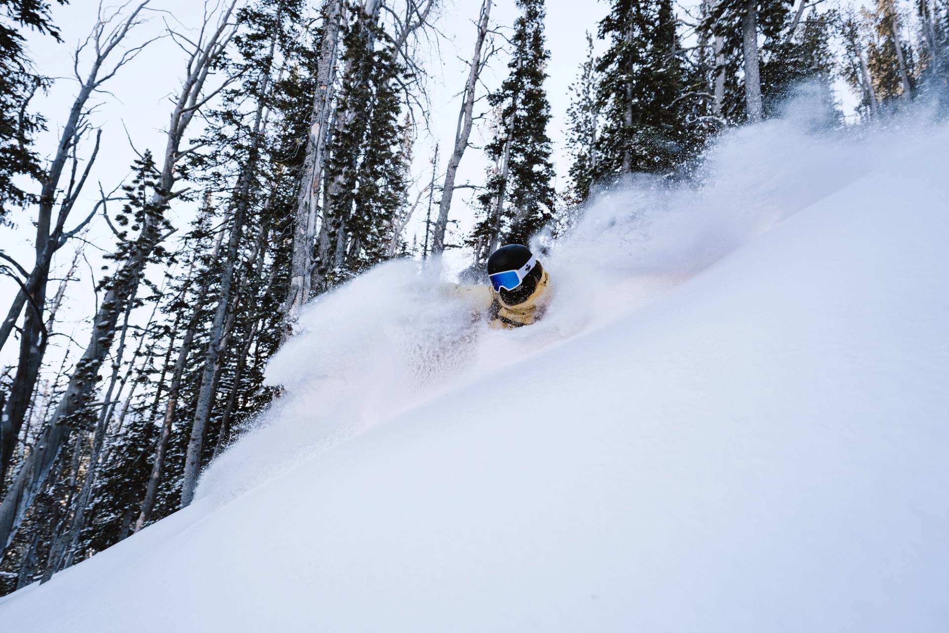 Skier in powder