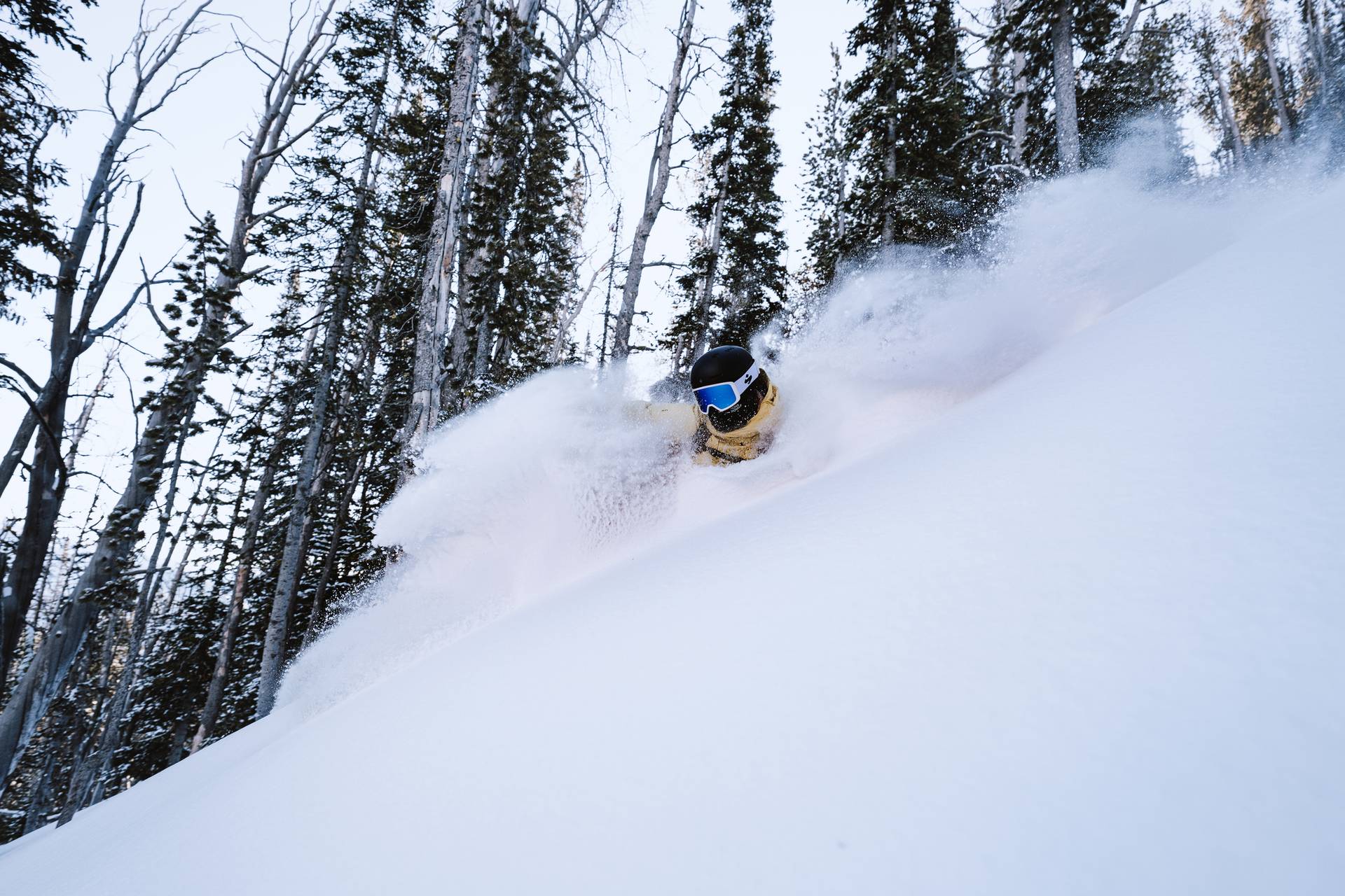 Skier in powder
