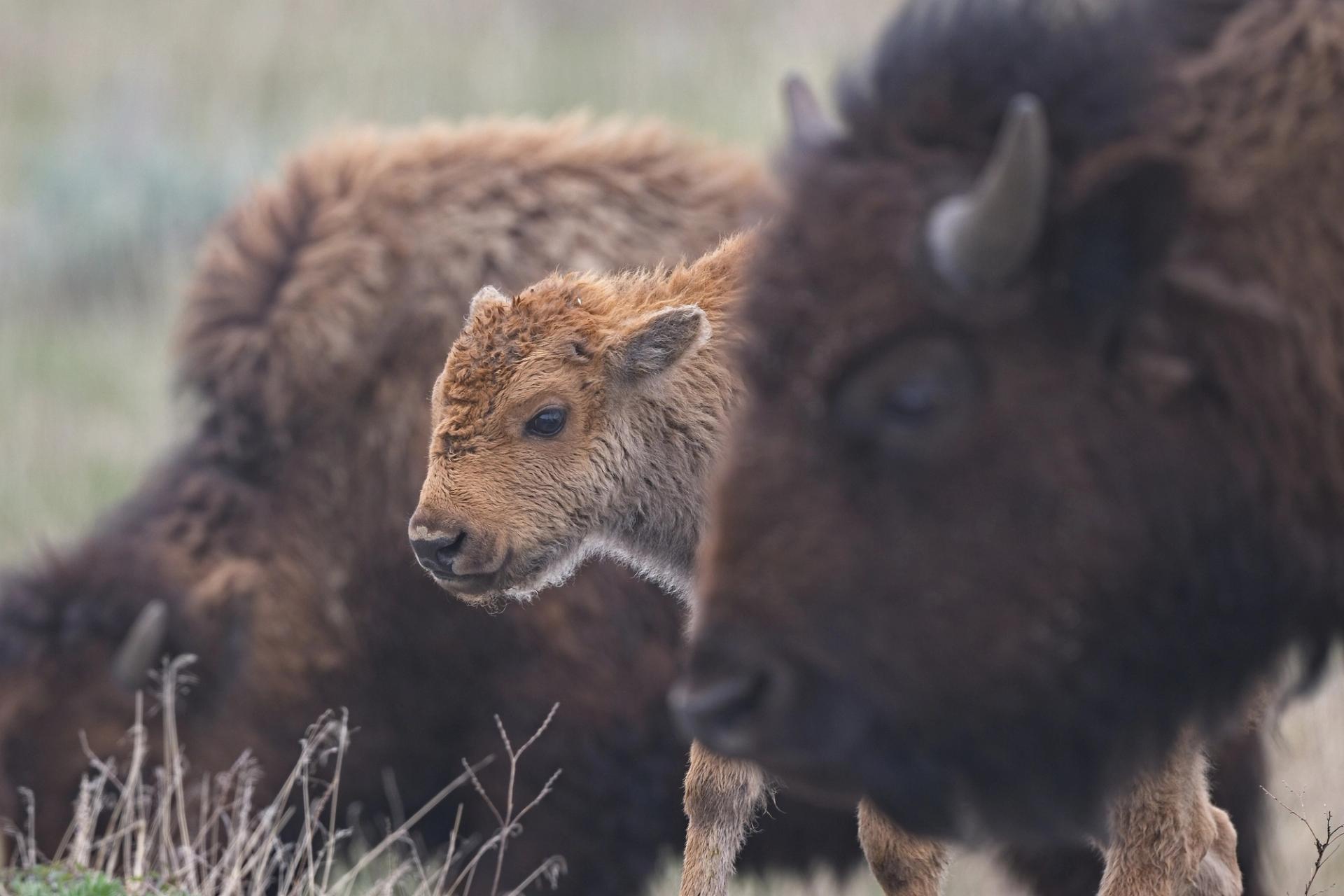 Bison family | Photo: Jim Schonewise