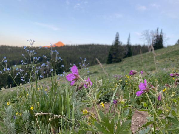 wildflowers