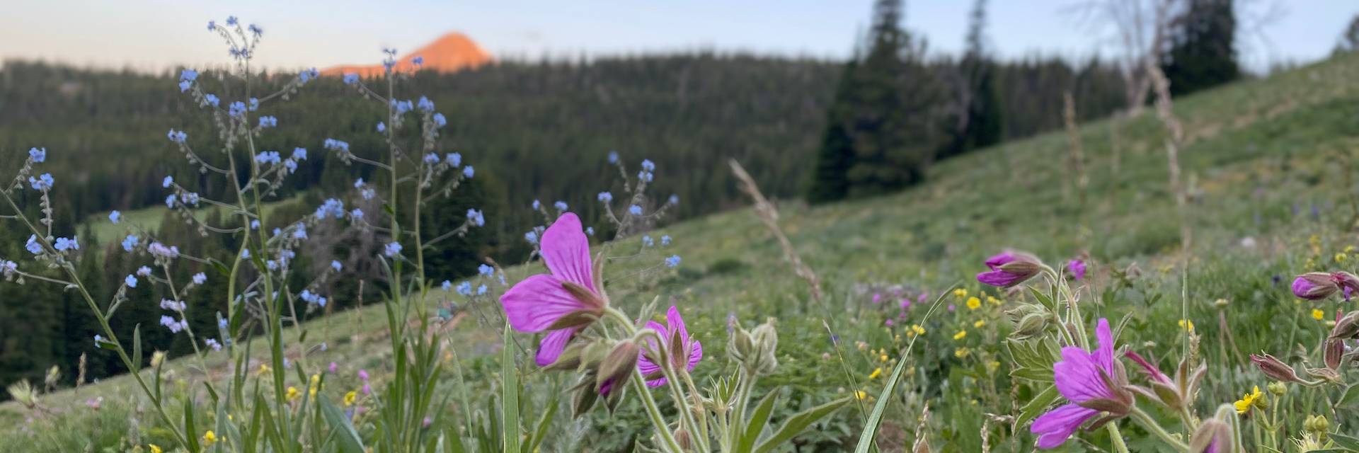 wildflowers