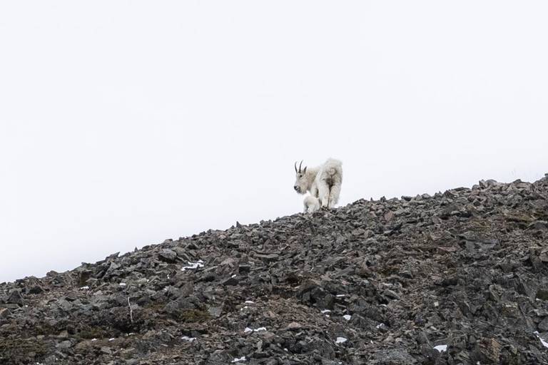 a mother goat and newborn kid stand atop shale